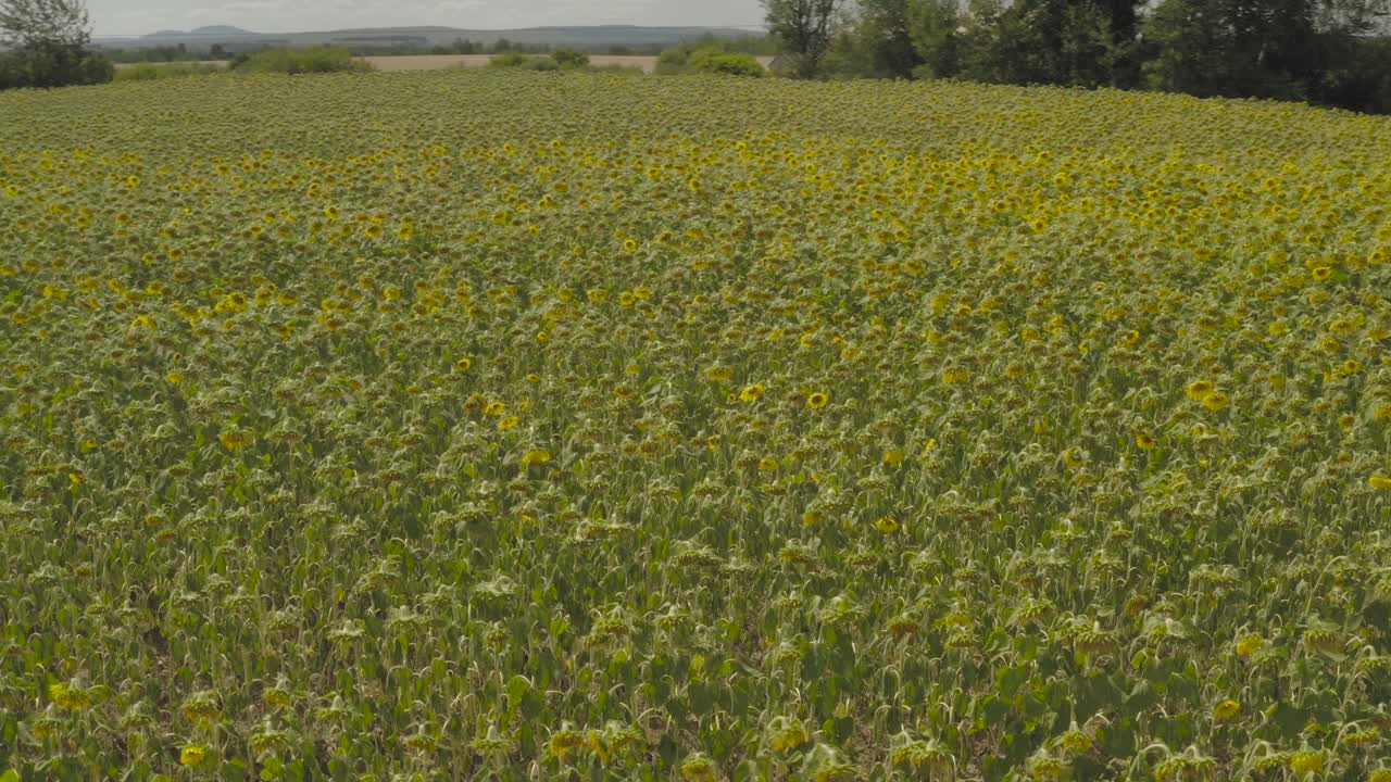 Ettari di girasoli che crescono fitti nel campo, Ripresa aerea orbitante.