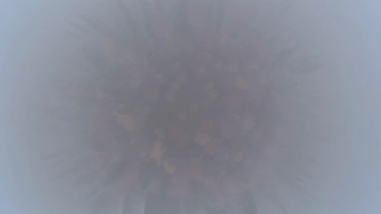 Abstract video still with a blurred, top-down view of a flower