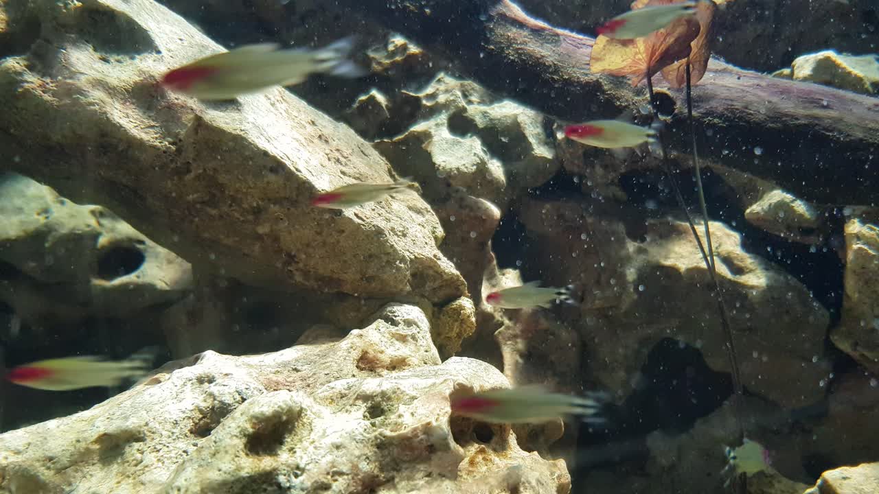 Red nosed tetra fishes (Hemigrammus bieheri)