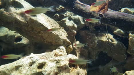 red nosed tetra fishes (hemigrammus bieheri)