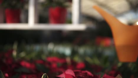 closeup view of young female gardener in uniform watering a pot of red poinsettia with garden watering can in greenhouse