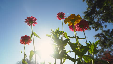 Colorful-flowers-waving-in-the-sunshine,-Shot-in-4K