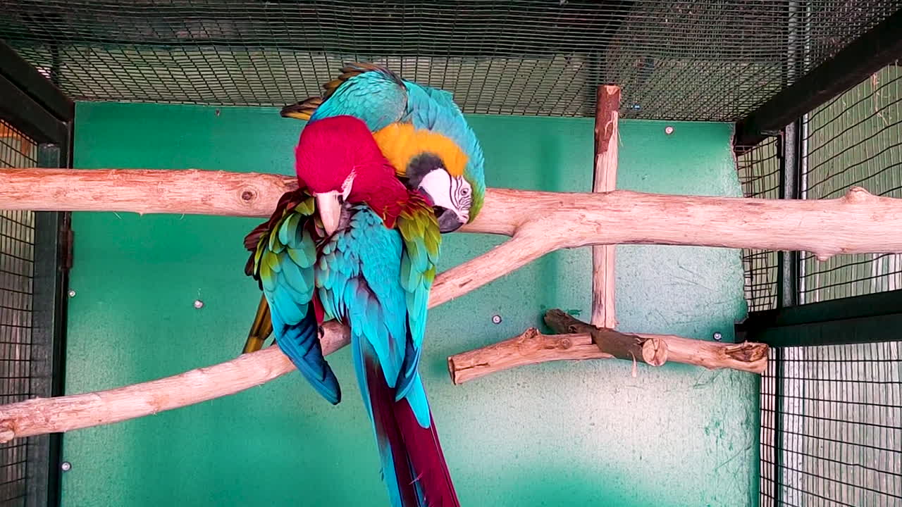 Colorful macaw parrots perched inside aviary cage with bright feathers and long tails. Exotic tropical birds showing captivity concept, wildlife conservation and pet trade theme