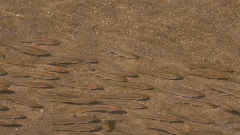 moving to the right almost occupying the frame of this school of fish at the stream, poropuntius sp