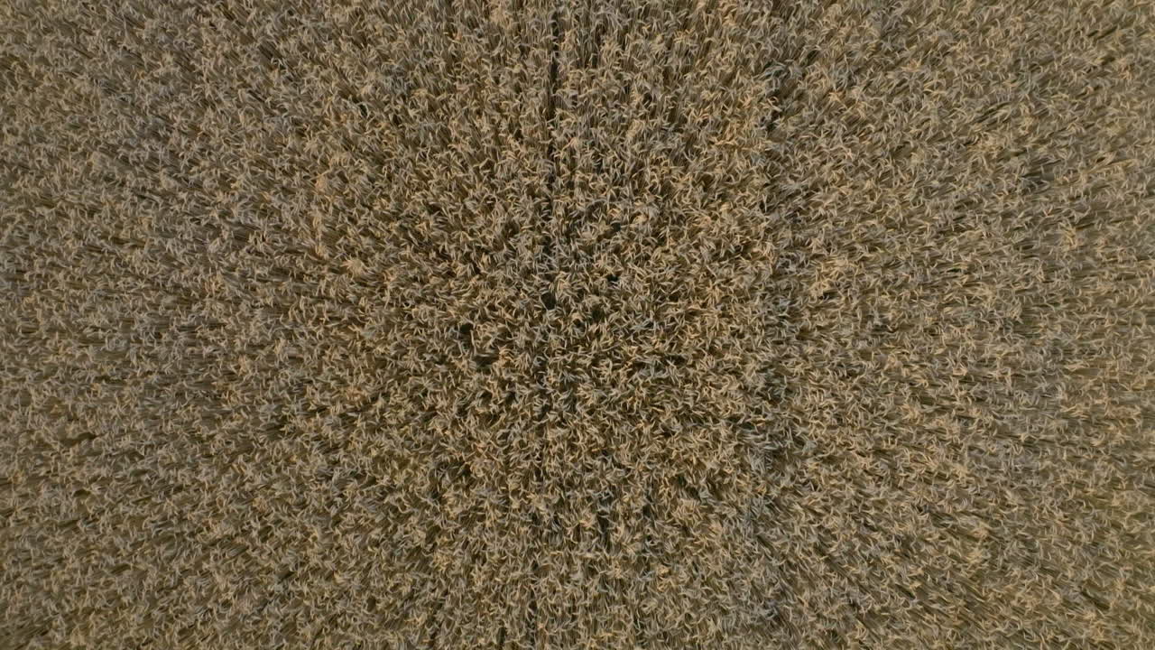 vista aérea de un campo de trigo