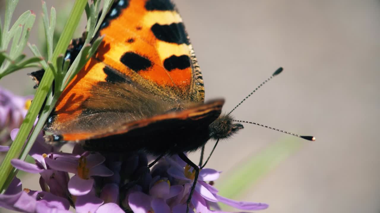 mariposa pintada de dama de cerca con probóscide dentro de la flor para alimentar