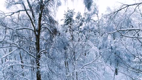 Snowy-branches-in-forest.-Winter-fairy-background