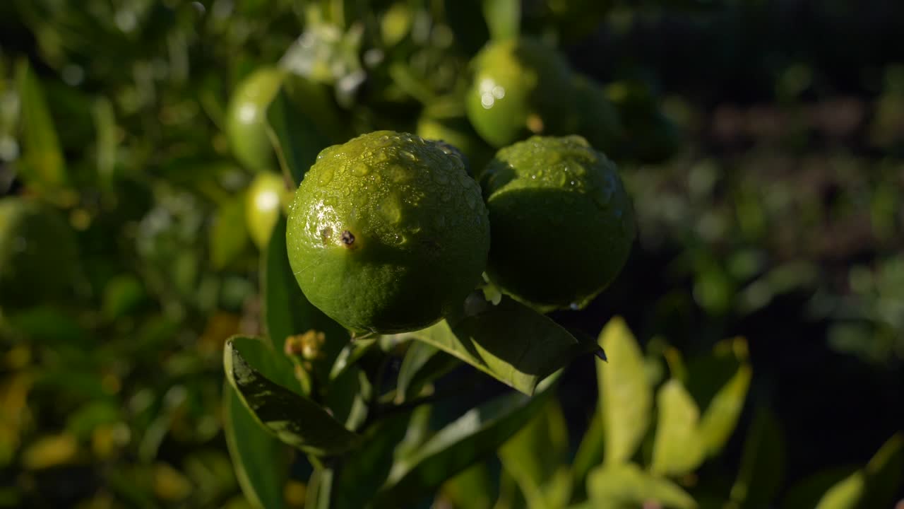 un primer plano captura limas o limones bajo una puesta de sol