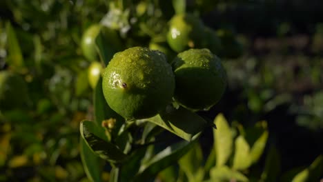 close-up shot captures limes or lemons under a sunset