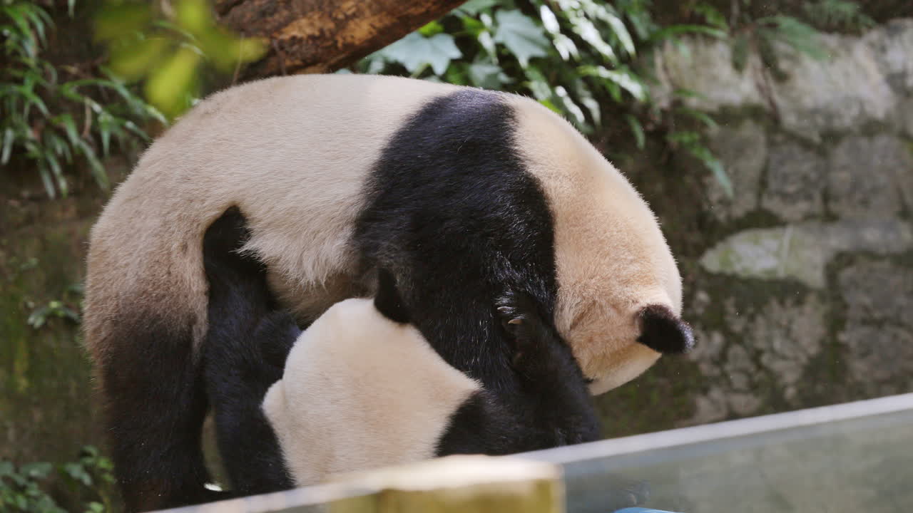 A close up of a panda eating