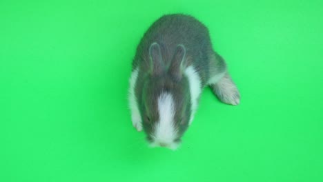 baby cute rabbit or new born adorable bunny on green  background.rabbit on green screen.