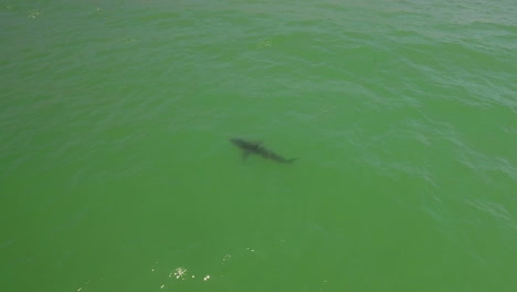 An-Vista-Aérea-Over-A-California-Beach-With-A-Great-White-Tiburón-Swimming-Offshore-2