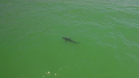 una antena sobre una playa de california con un gran tiburón blanco nadando en alta mar 2