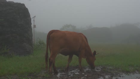 Un-Buey-Amarillo-Está-Bebiendo-Agua