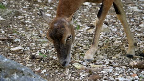 Cute-wild-Deer-Kid-looking-for-food-on-ground-in-nature---Close-up-track-shot