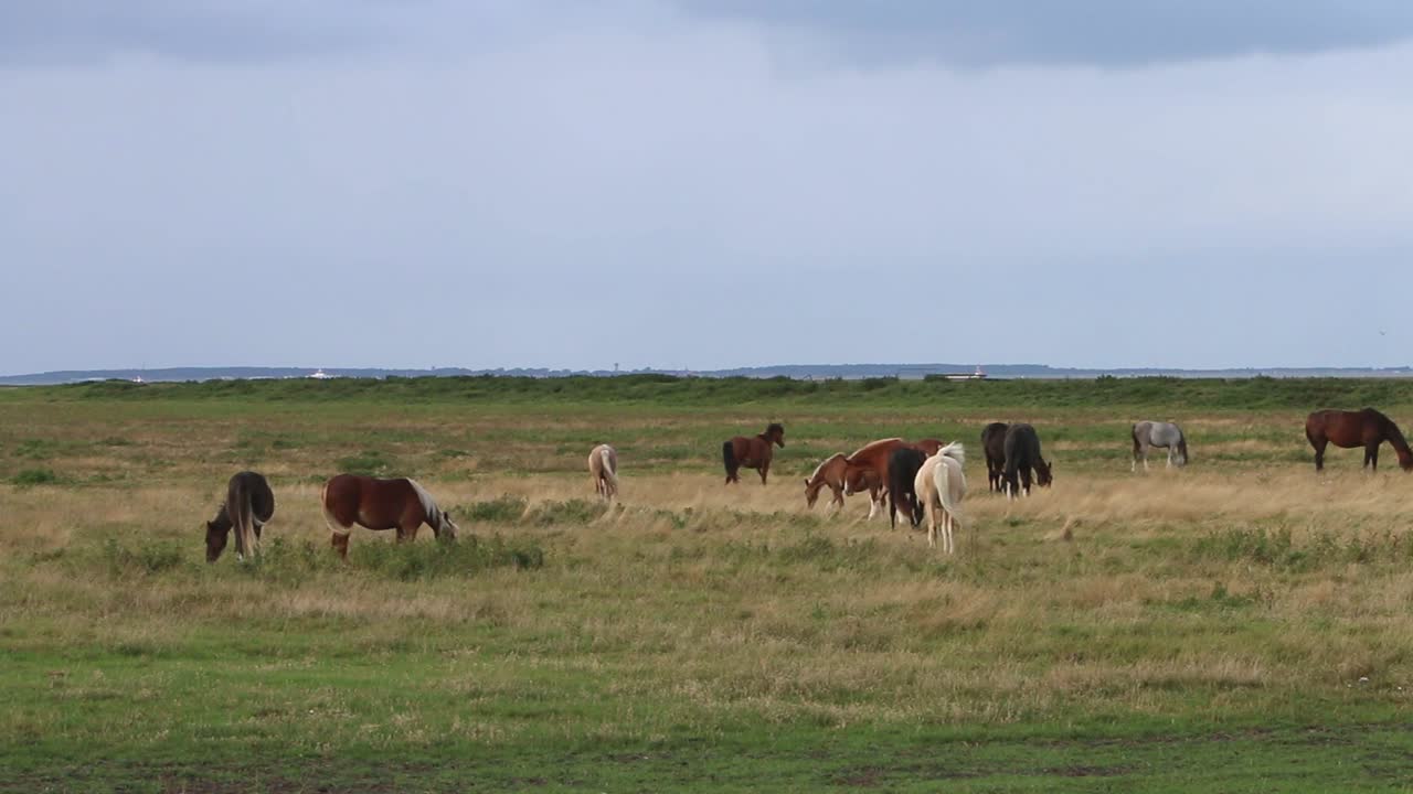 caballos pastando en pastos junto al mar de wadden