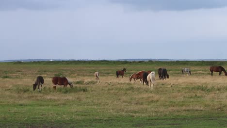 Pferde-Grasen-Auf-Der-Weide-Am-Wattenmeer