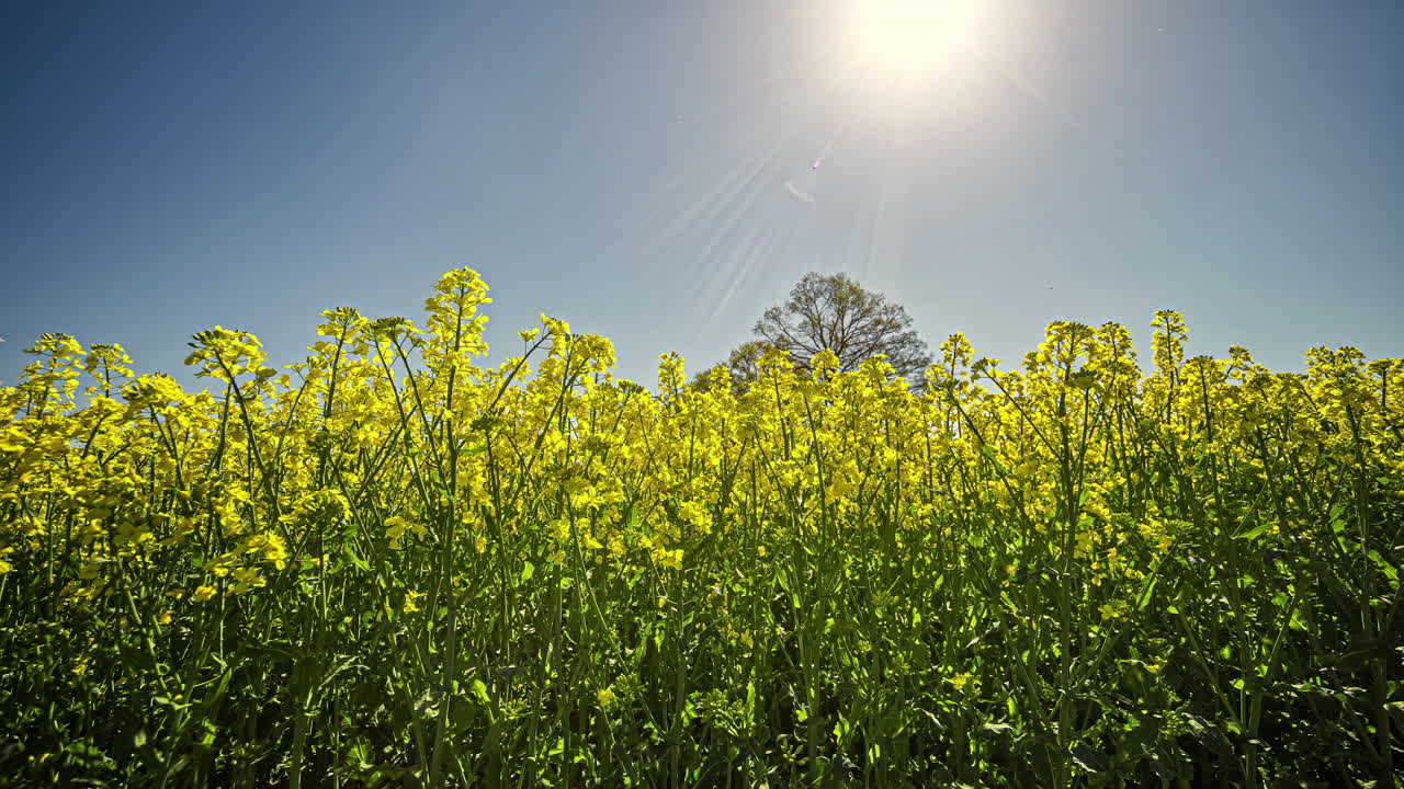 봄 시즌에 푸른 하늘과 햇빛을 배경으로 한 노란 유채밭의 저속 촬영