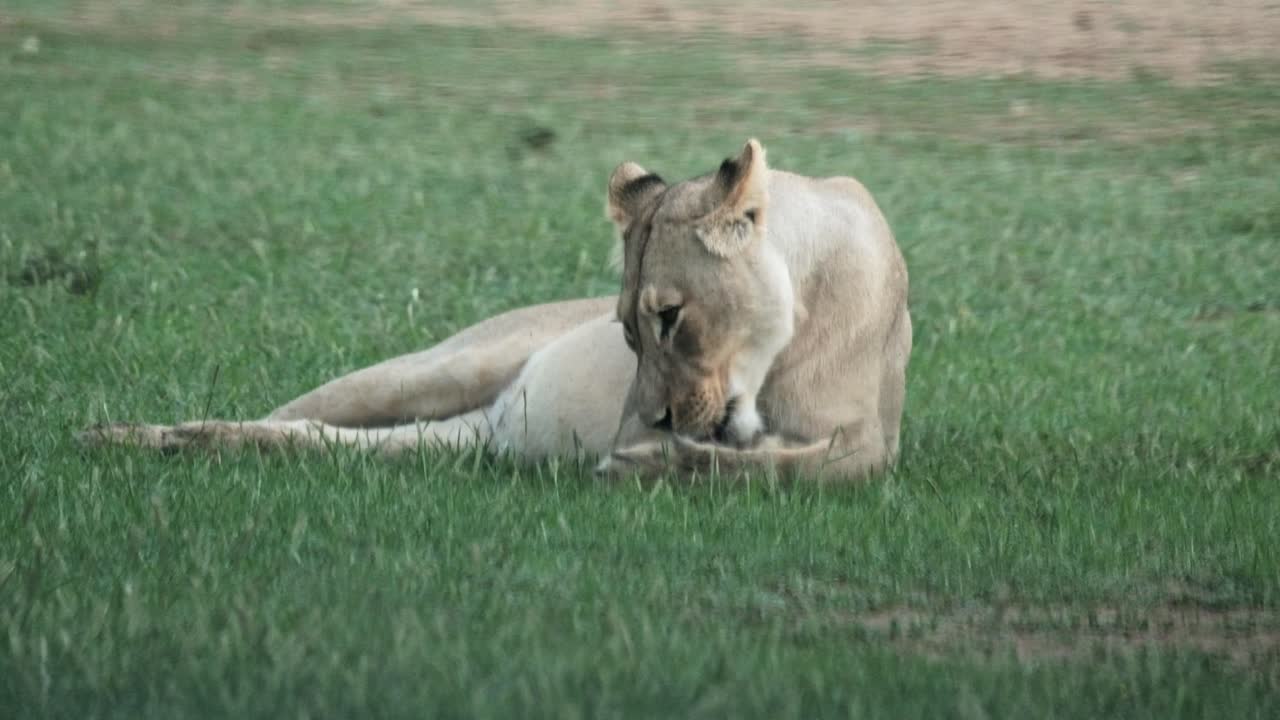 Pregnant lioness licking her paws on a green piece of grass