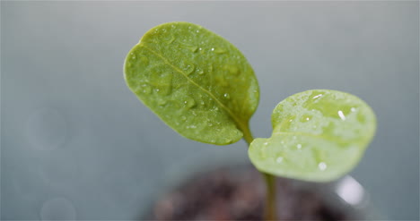 農業概念:黑色背景上旋轉的年輕植物 5