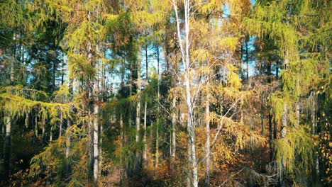 Aerial-view-of-a-rural-road-with-a-black-car-in-yellow-and-orange-autumn-forest