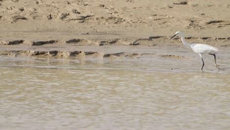 a bird on the riverbank is fishing for fish.