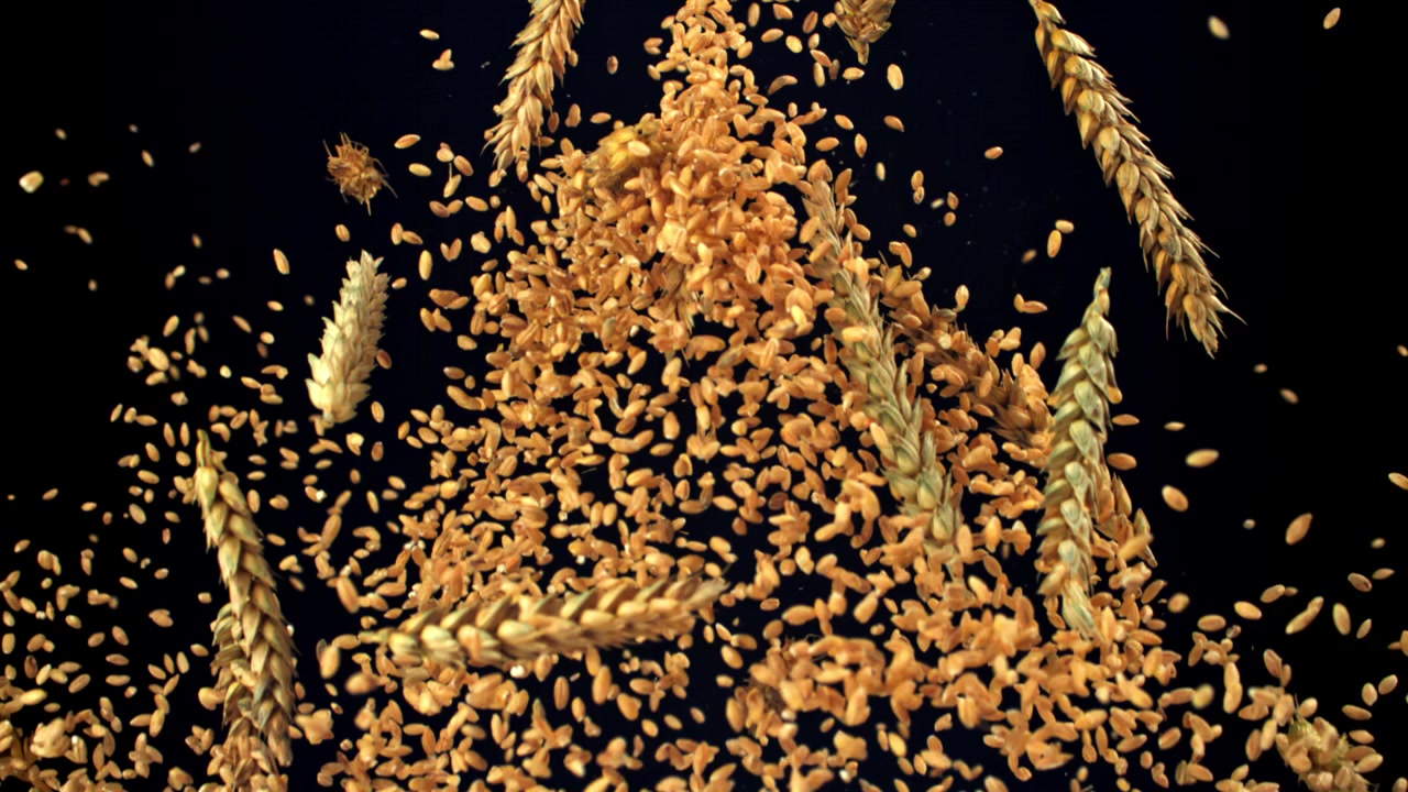 Chicchi e spighe di grano dorati che cadono e fluttuano al rallentatore
