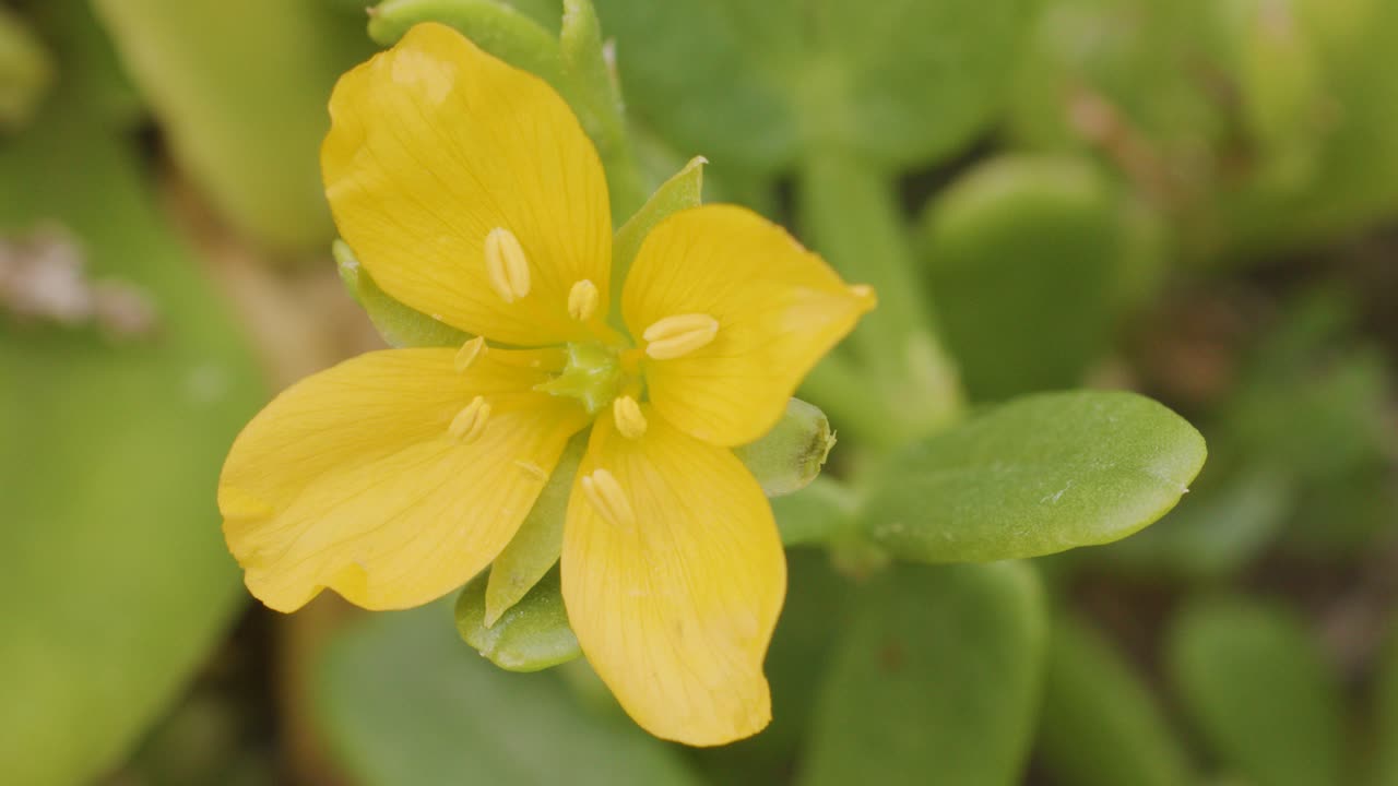 Yellow Ludwigia flower sways slightly outdoors, macro view, soft natural daylight, shallow depth