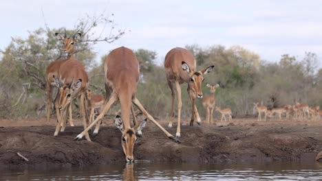 博茨瓦納的馬沙圖野生動物保護區 (mashatu game reserve) 有一群英帕拉 (impala) 傾倒在水坑喝水