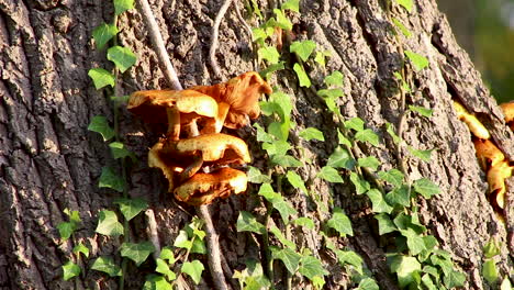 Orange-coloured-fungi-growing-on-a-living-tree-trunk-in-the-village-of-Wing-in-the-county-of-Rutland,-United-Kingdom