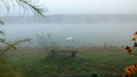 Wide-shot-of-a-lonely-young-swan-in-a-small-calm-foggy-river-in-the-early-morning