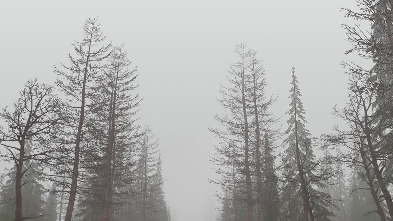 숲을 날아다니는 루프 애니메이션