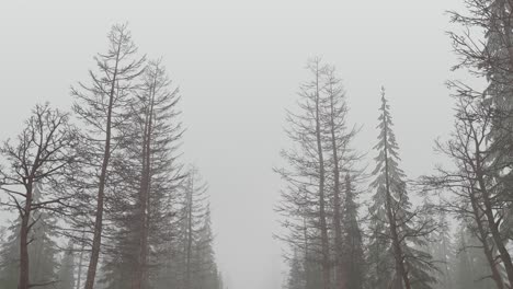 loop animation of flying through forest