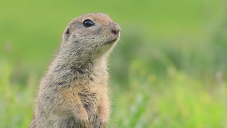 Mountain-Caucasian-ground-squirrel-or-Elbrus-ground-squirrel-(Spermophilus-musicus)-is-a-rodent-of-the-genus-of-ground-squirrels.