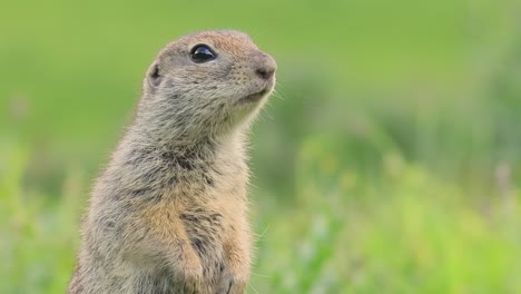 La-Ardilla-Terrestre-Del-Cáucaso-De-Montaña-O-La-Ardilla-Terrestre-De-Elbrus-(spermophilus-Musicus)-Es-Un-Roedor-Del-Género-De-Las-Ardillas-Terrestres.