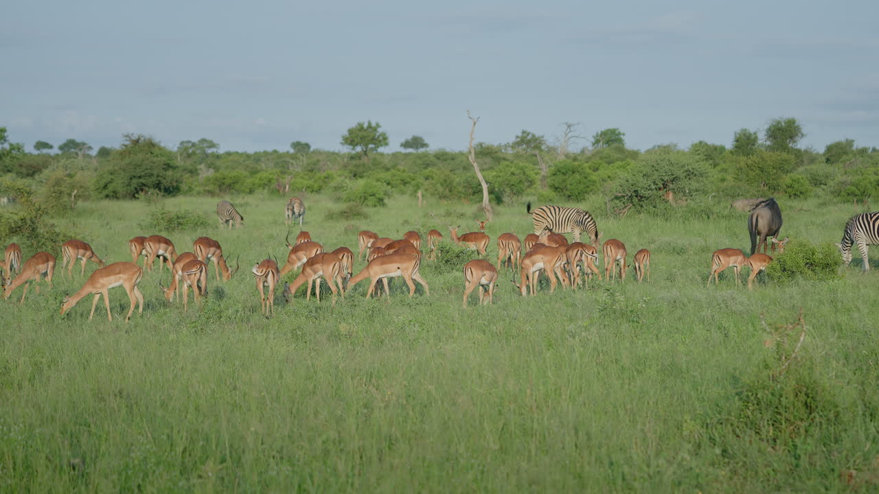 Impalas and Zebras in African Savanna
