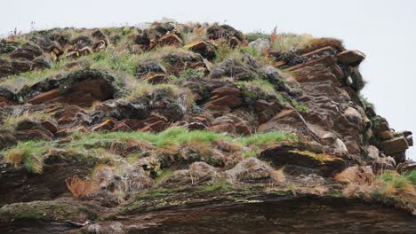 Das-Gelände-Besteht-Aus-Felsgestein,-Ist-Mit-Gras-Bedeckt-Und-Mit-Kleinen-Blumen-übersät