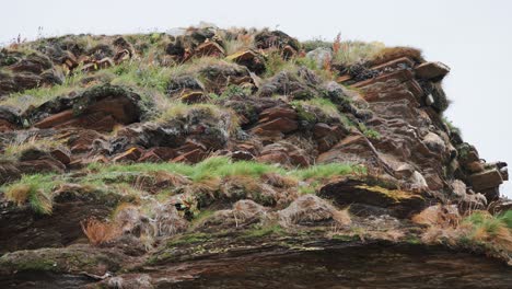 el terreno compuesto de roca astillada está cubierto de hierba y salpicado de pequeñas flores