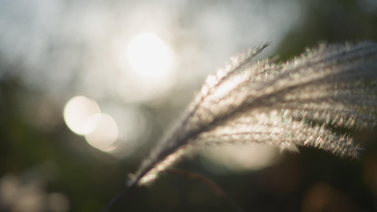 Silhouette di canna illuminata dal sole all'alba, spiga luminosa contro un bokeh morbido, calda retroilluminazione radiosa e movimento sottile, atmosfera tranquilla di prima mattina con messa a fuoco ridotta ed estetica sognante.