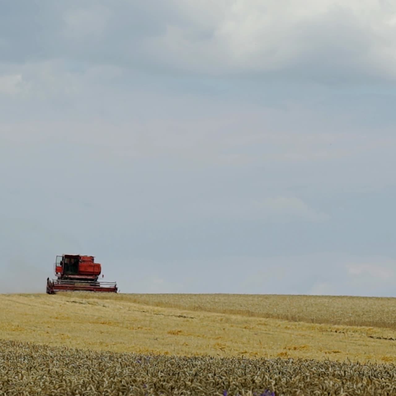 Harvest time. Combine blade harvesting wheat
