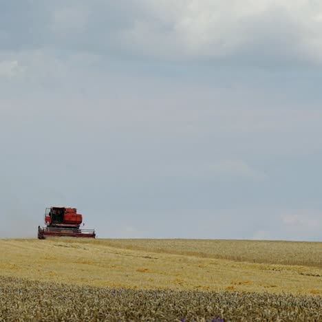 harvest time. combine blade harvesting wheat