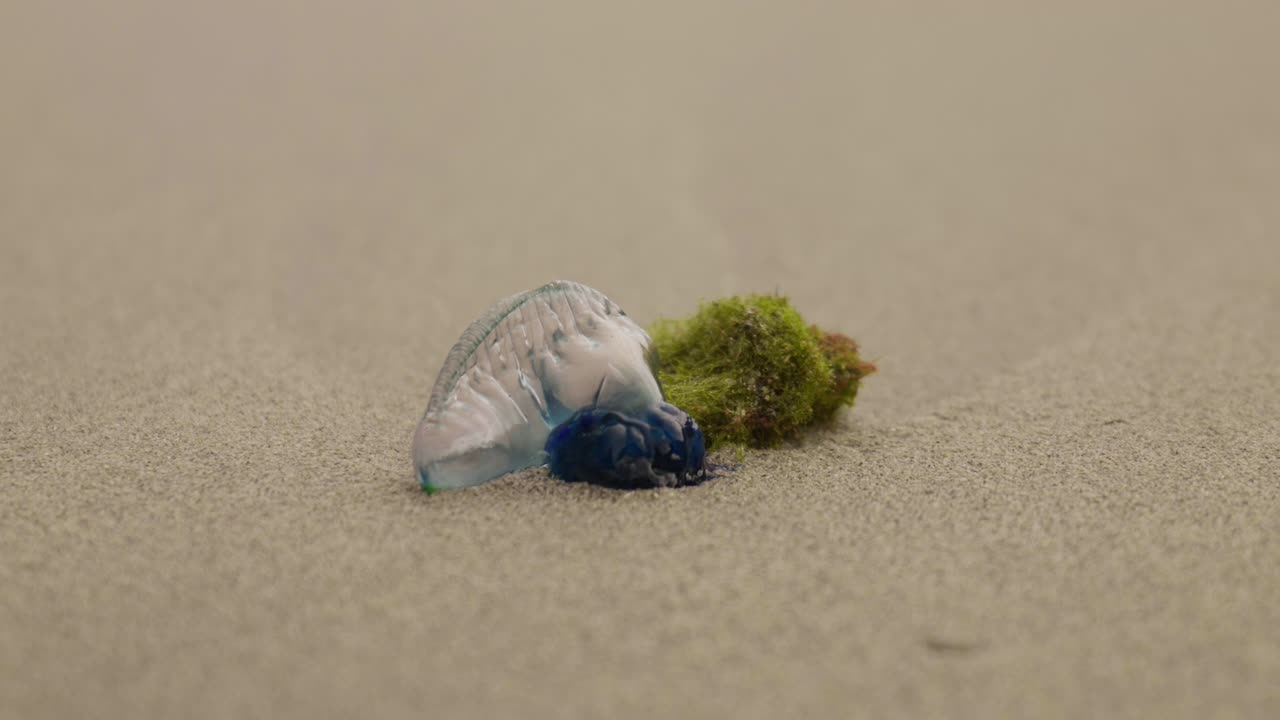 Close-up of a Portuguese Man O' War, highlighting its translucent body, tentacles, and vibrant colors as it floats on the water.