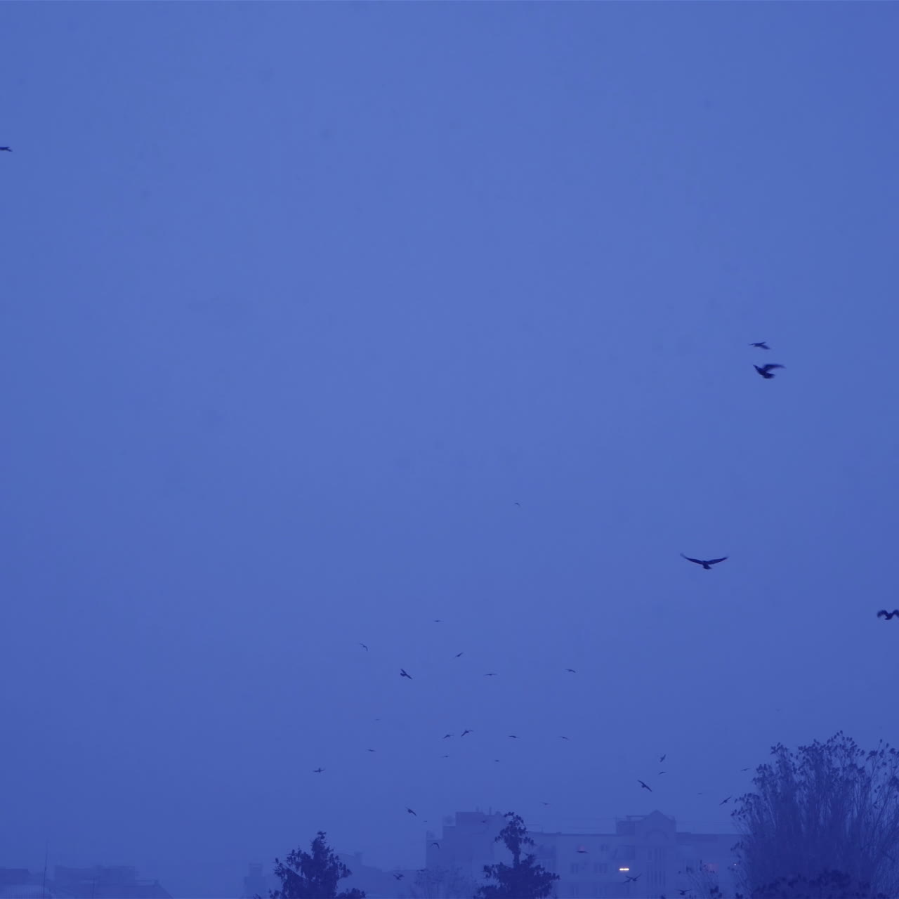 Flock of birds in the gloomy sky. Cold winter evening