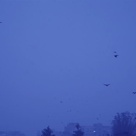 flock of birds in the gloomy sky. cold winter evening