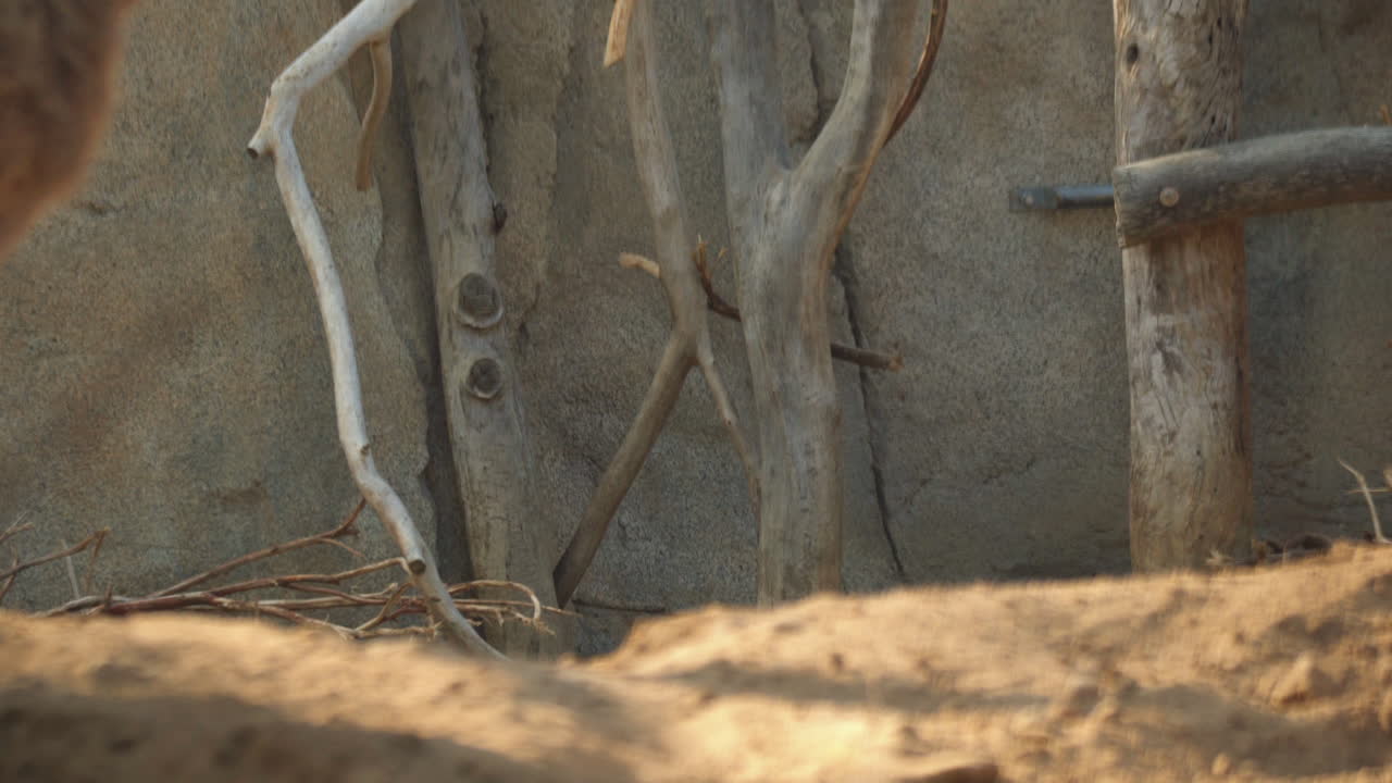 Close-up of Wooden Branches and Stone Wall in Animal Enclosure