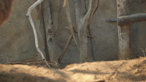 close-up of wooden branches and stone wall in animal enclosure