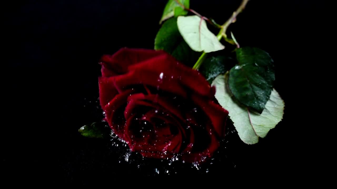 La rosa che cade su uno sfondo nero. Movimento lento.
