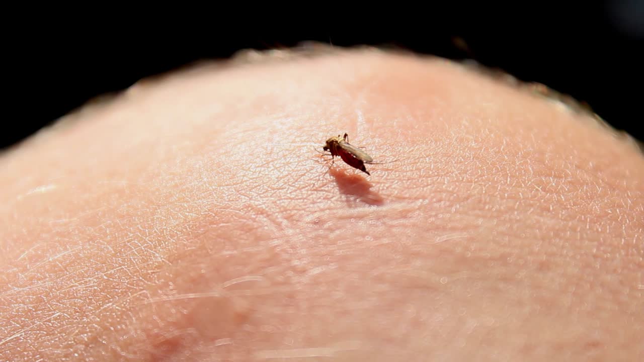 A big mosquito sucking blood from a human,