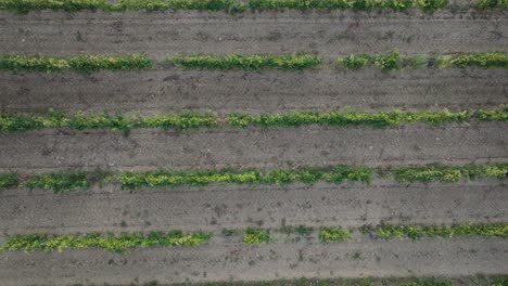 Top-Down-Aerial-Drone-Vaucluse-Provence-Vineyards-South-France-at-Sunset