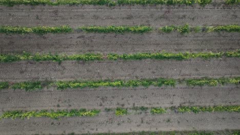 de arriba hacia abajo avión no tripulado vaucluse viñedos de provenza sur de francia al atardecer